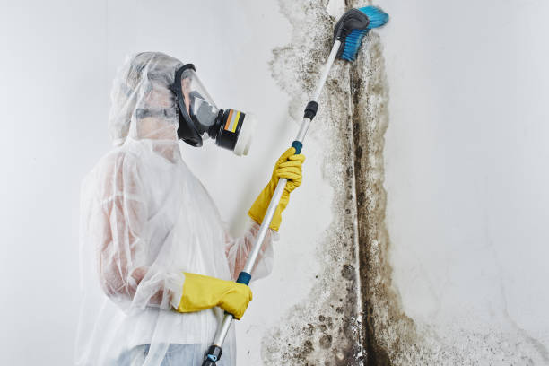 Best Mold Testing and Inspection Services in Rosita, TX