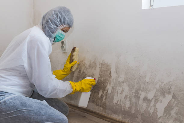 Trusted Rosita, TX Mold Remediation Experts