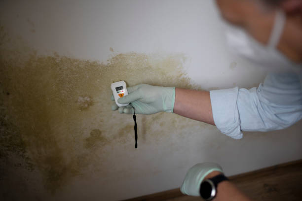 Best Residential Mold Remediation in Rosita, TX