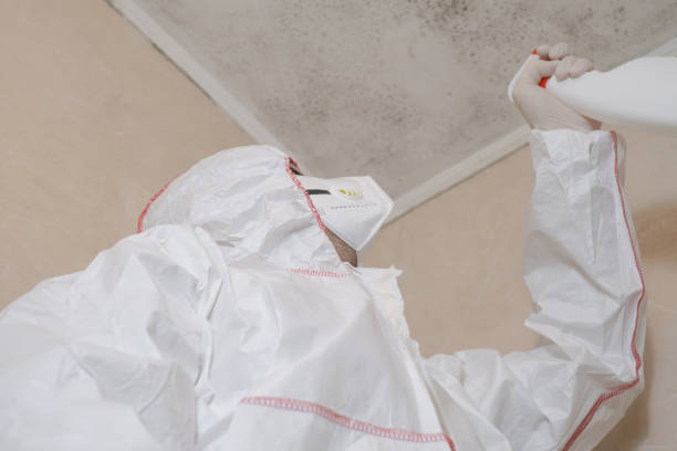Best Post-Flood Mold Remediation in Rosita, TX